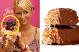 paris hilton holding a chihuahua on the left and a caramel chocolate bar on the right