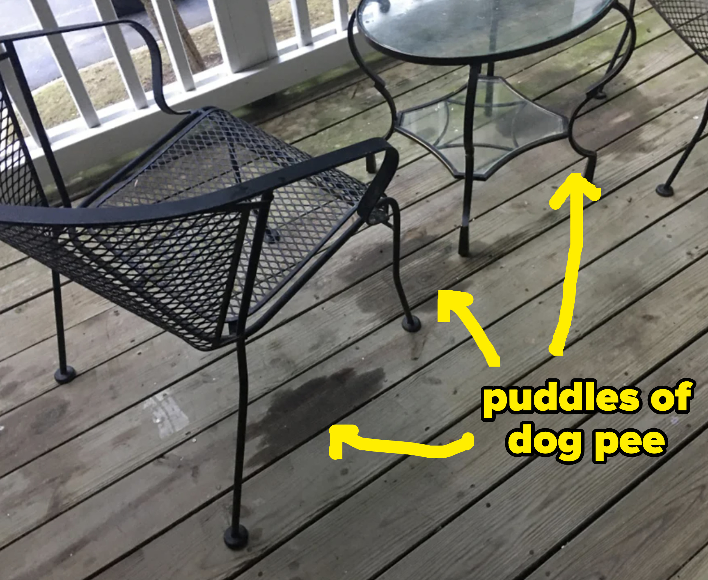 Puddles of dog pee on their deck