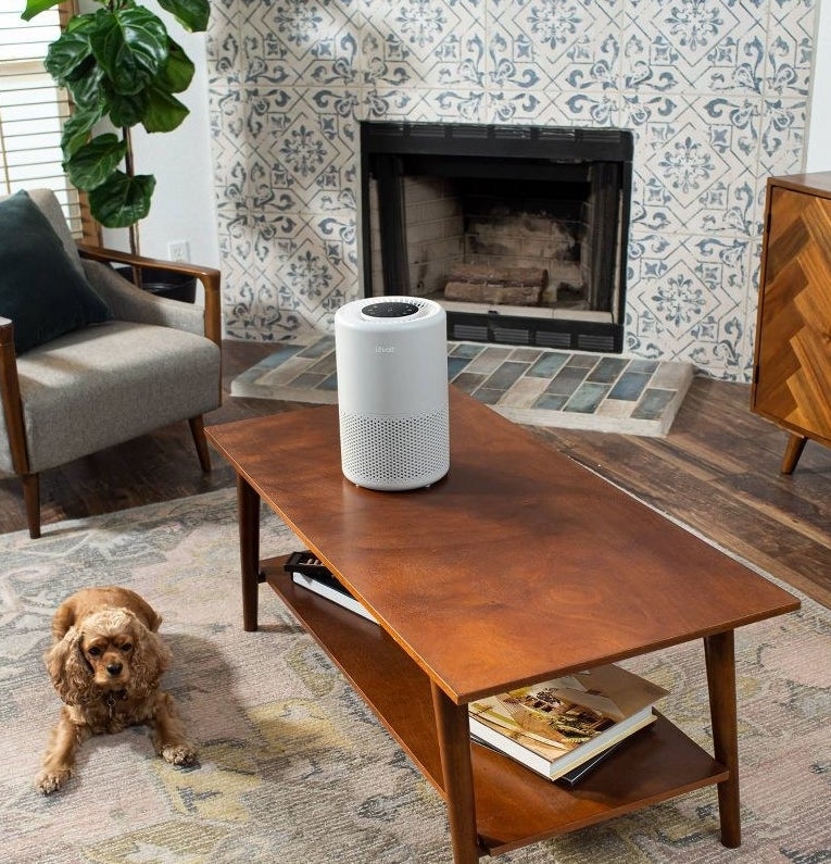 white cylindrical air purifier on a coffee table next to a dog