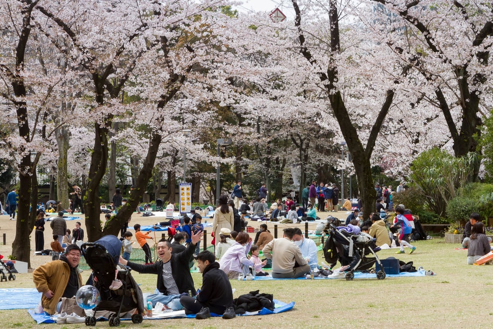 It's Cherry Blossom Season And The Photos Are Gorgeous