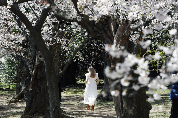It's Cherry Blossom Season And The Photos Are Gorgeous
