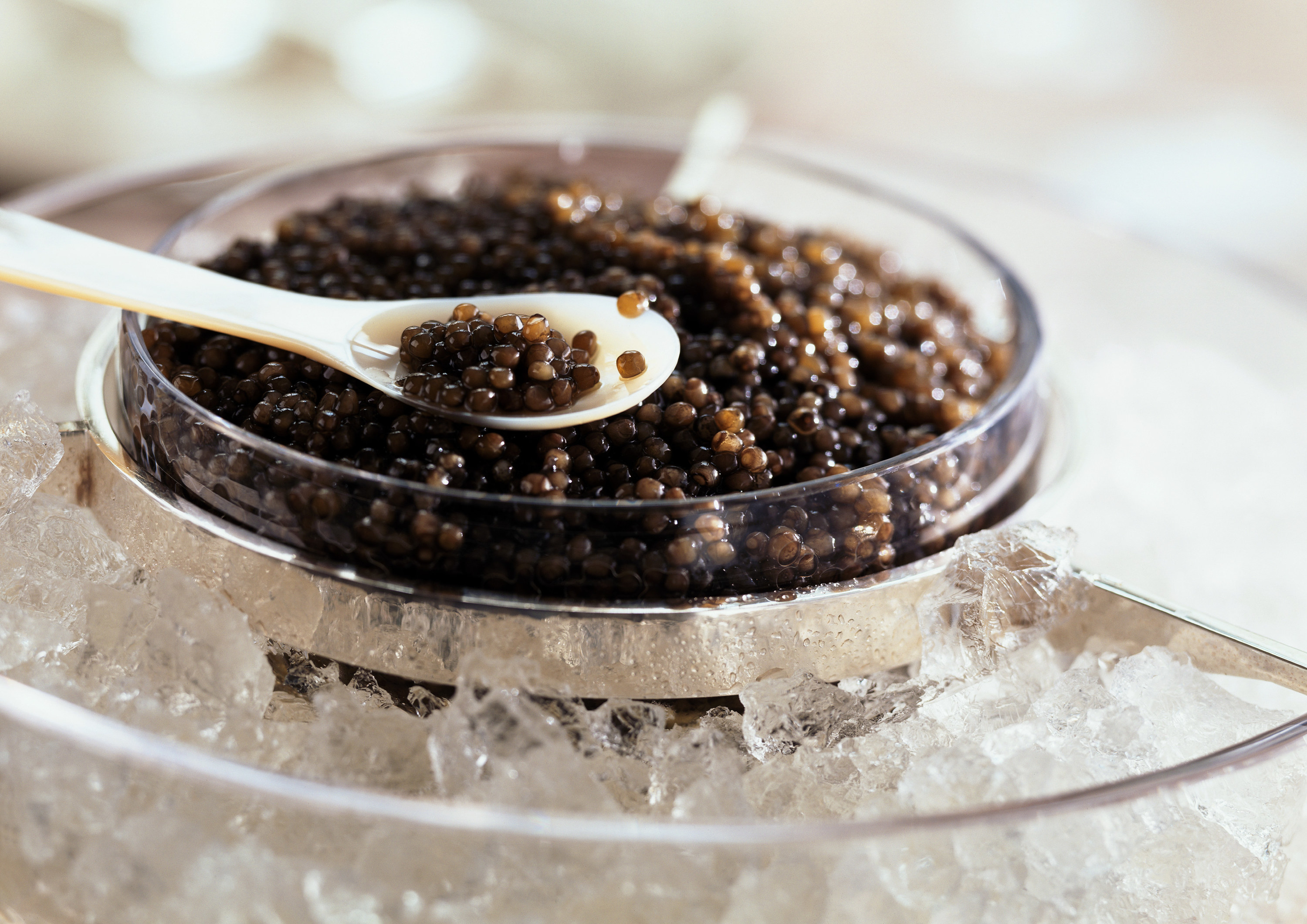 A spoon in a bowl of caviar on ice.