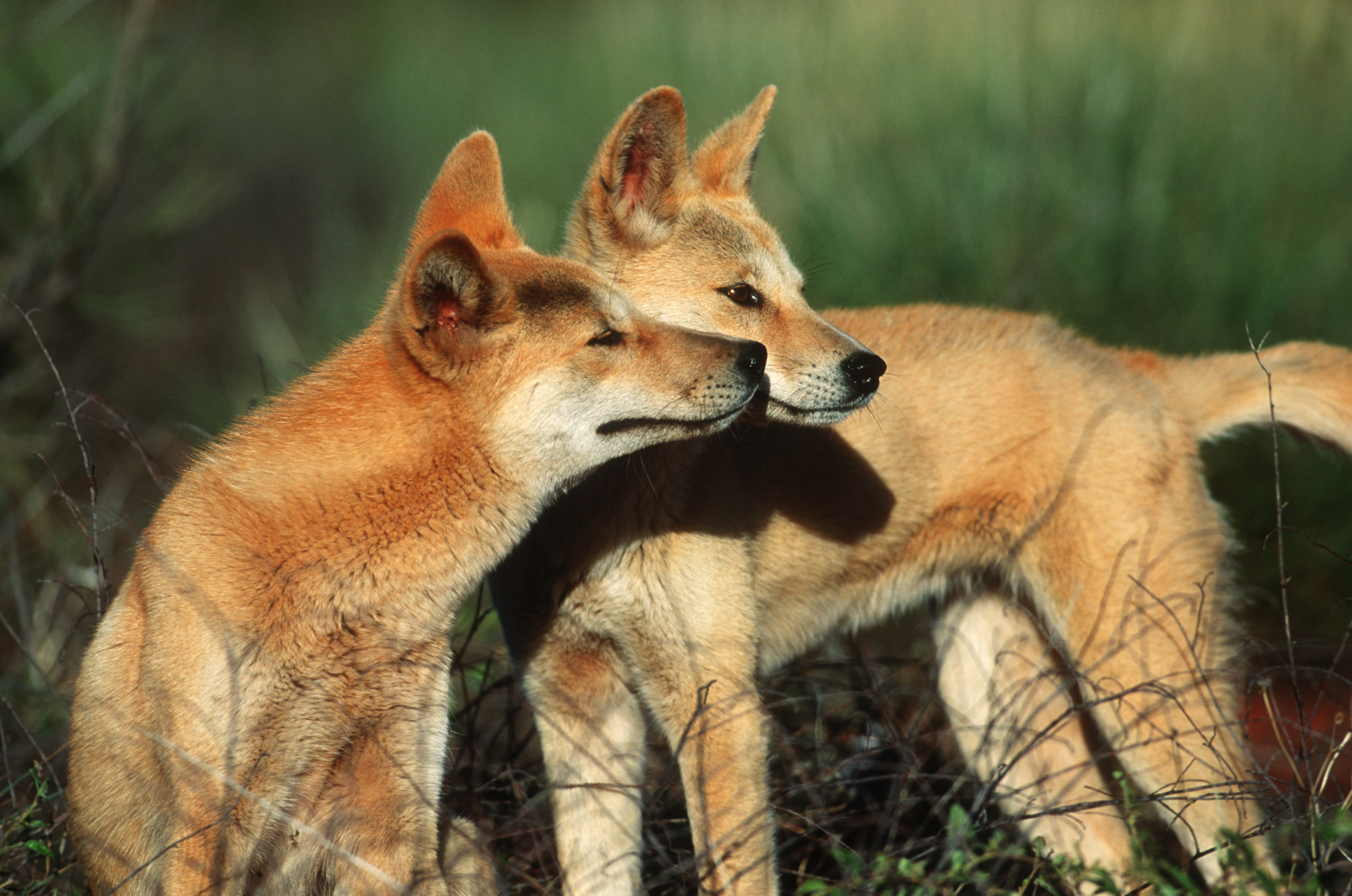 a pair of dingos in the grass