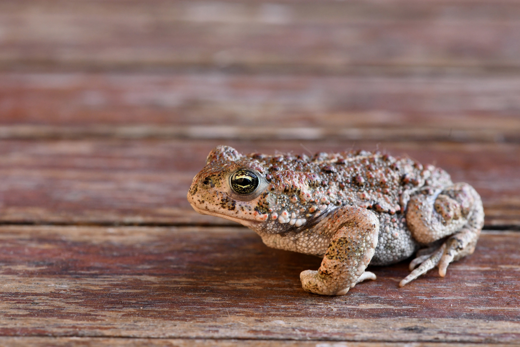 A frog standing on a wooden surface