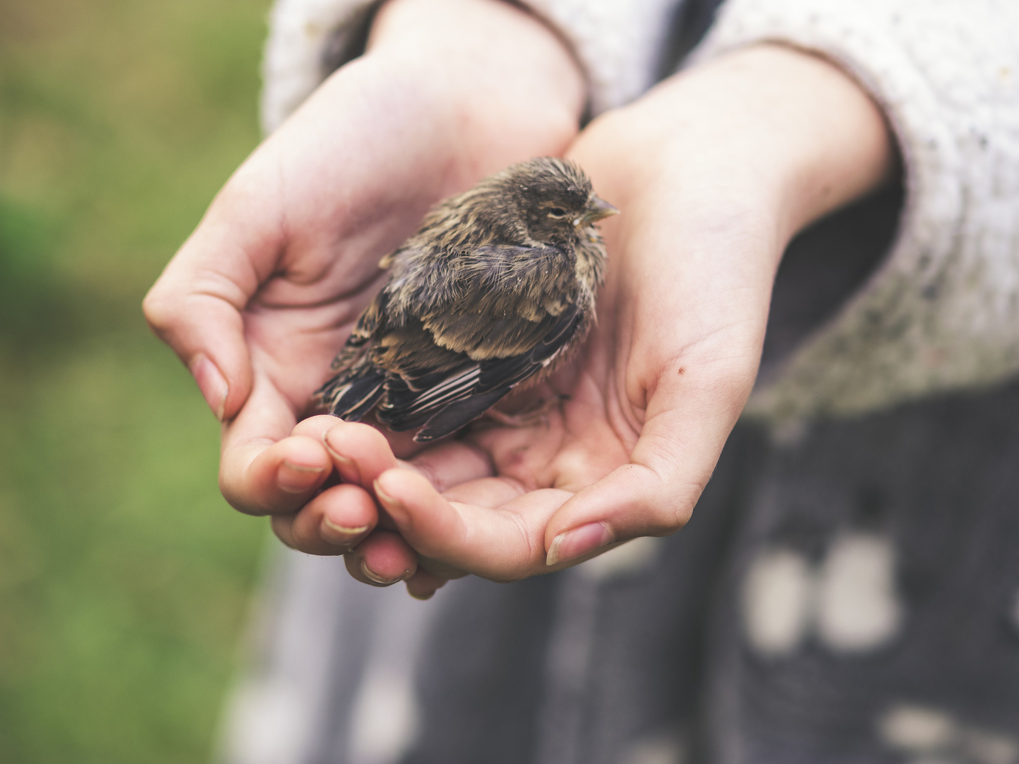 A baby bird in a person&#x27;s hands
