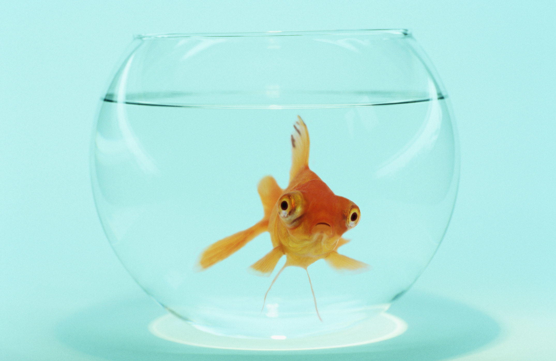 A goldfish in a fish bowl looking straight ahead