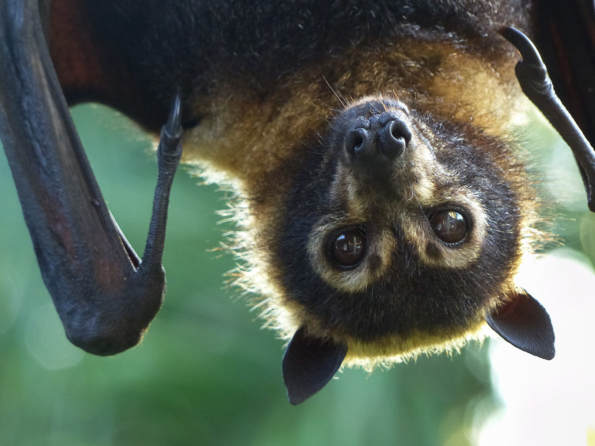A bat upside down looking straight ahead
