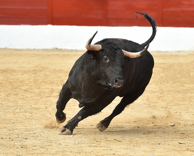 A bull running in a ring