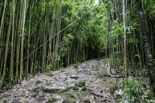 沿PA«PA«竹林围在毛伊岛的哈雷阿卡拉国家公园小径,夏威夷。