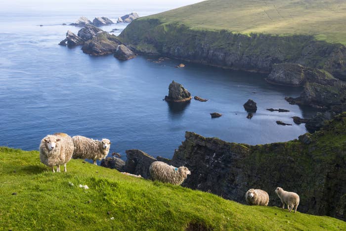 Sheet grazing near a cliff in Scotland