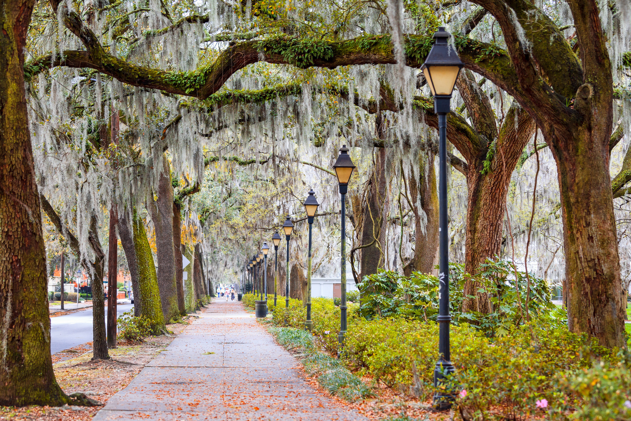 A quiet street in Savannah with rows of Spanish moss
