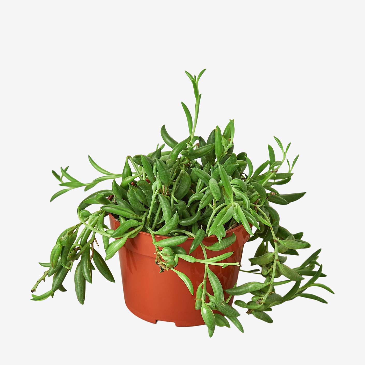 the potted succulent with long tendrils of sugar snap pea shaped leaves