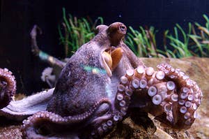 octopus in a tank