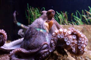 octopus in a tank