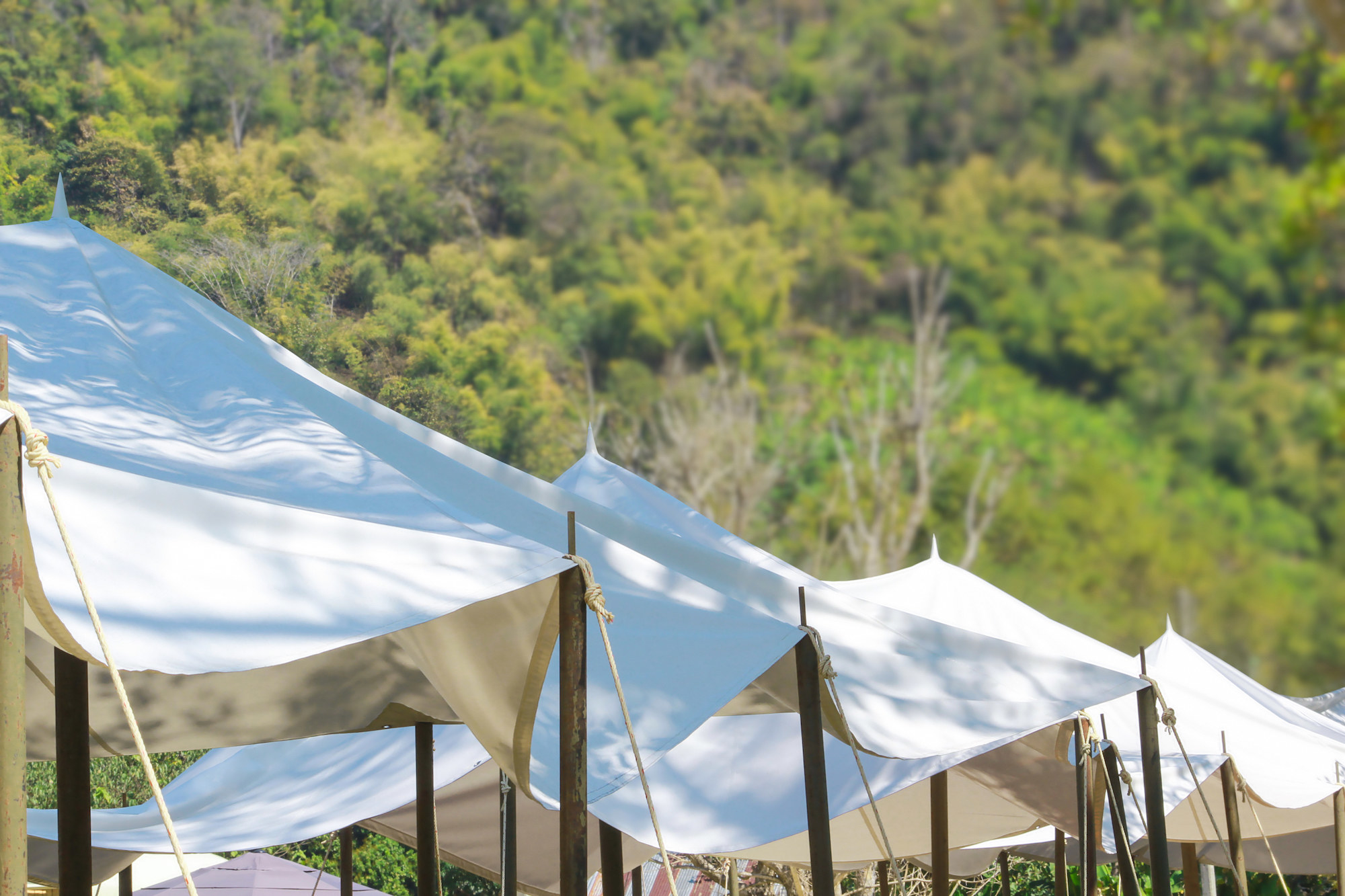 Large white event tents with greenery background