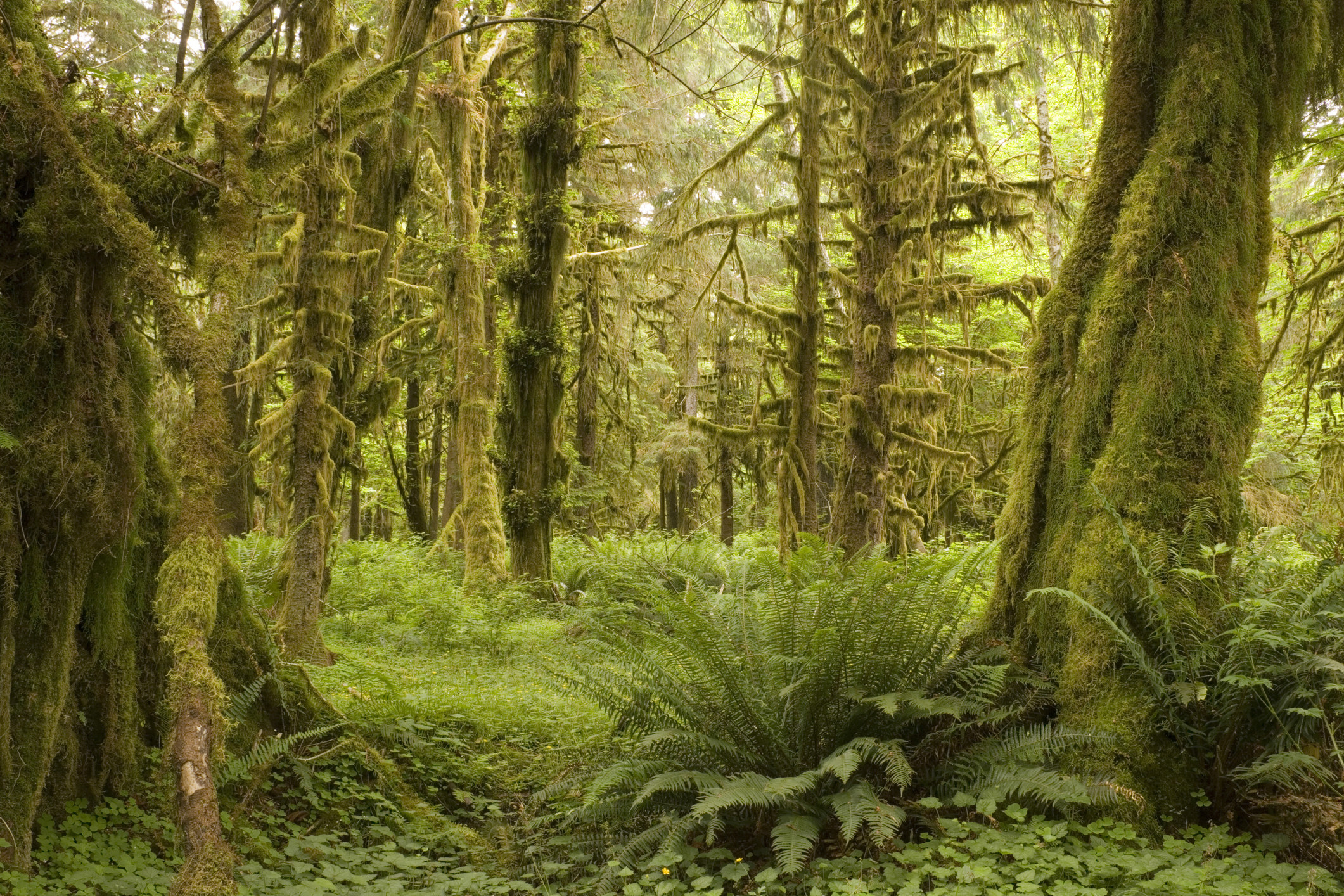 Moss-covered rainforest in Olympic Peninsula, Washington