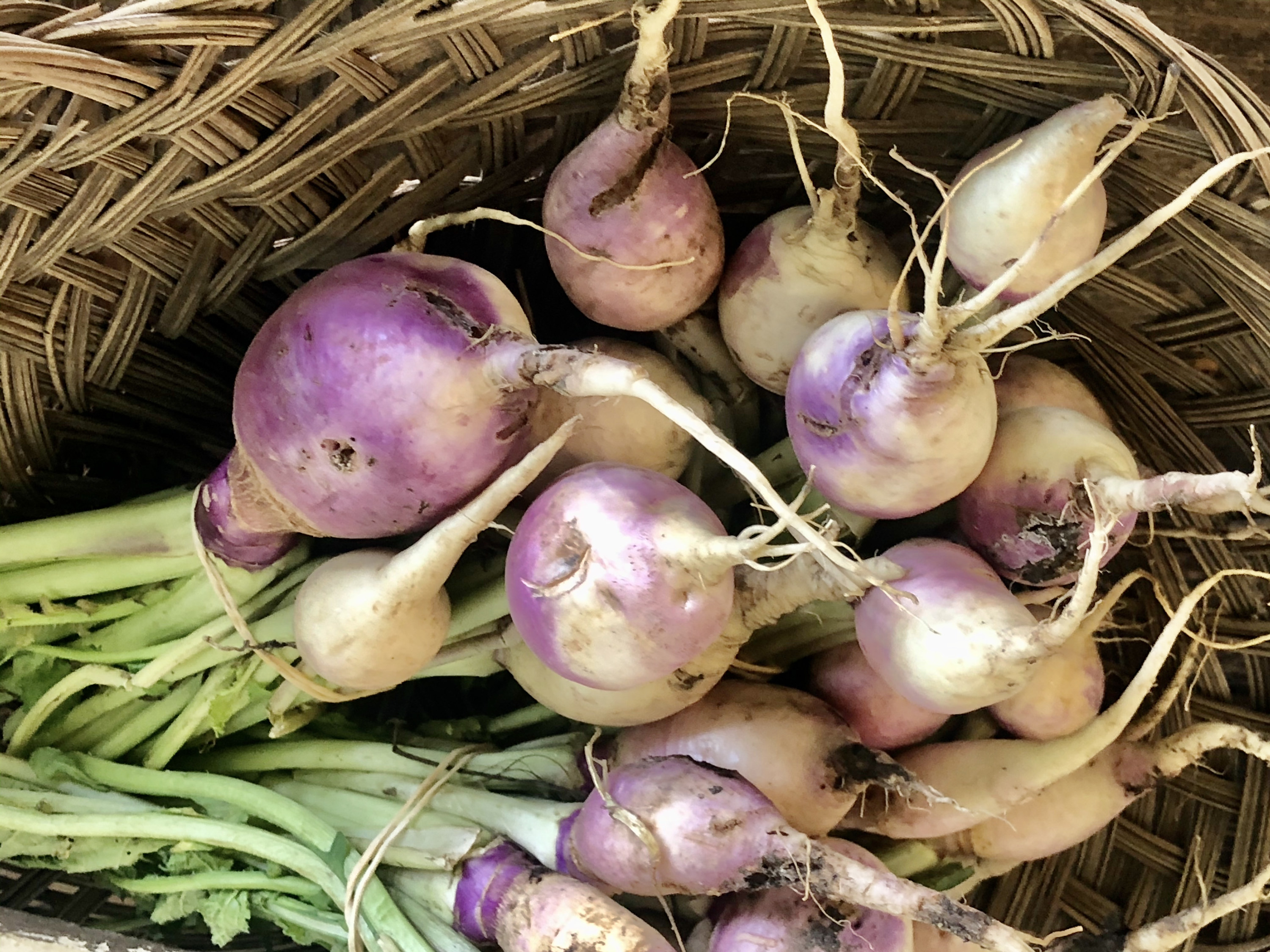 Fresh turnips in a basket