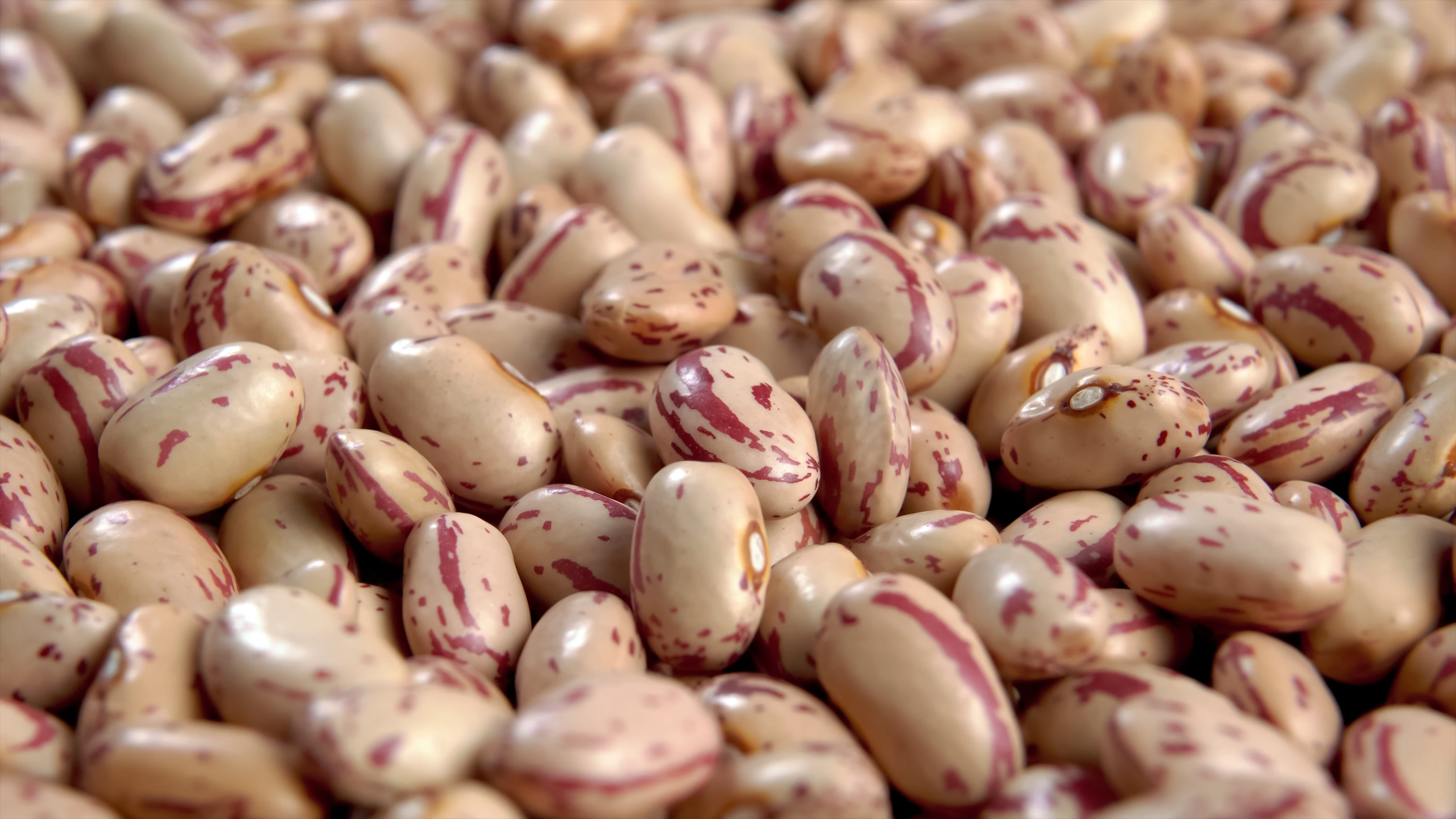 A close-up image of pinto beans