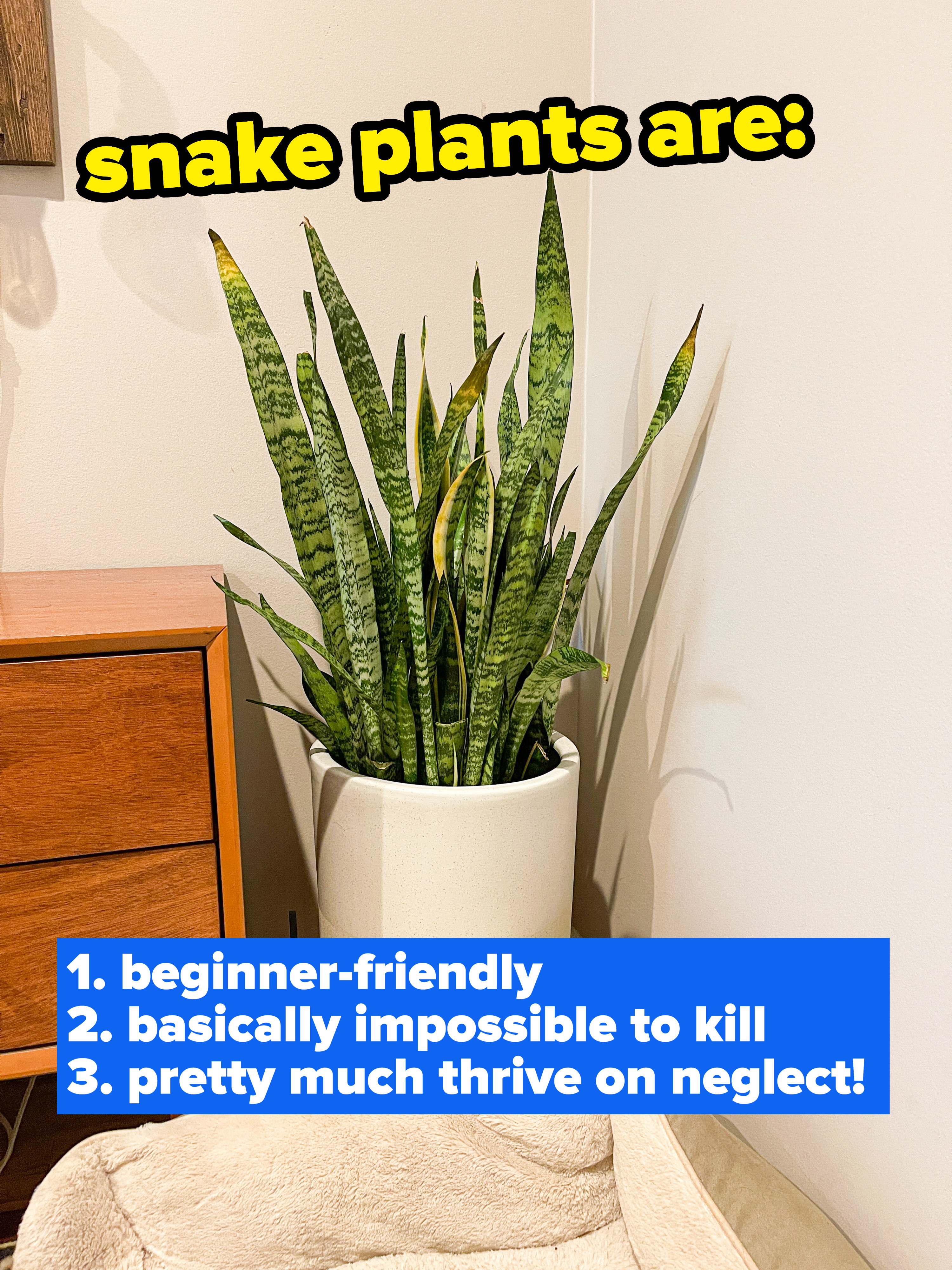 a snake plant with text that says they&#x27;re beginner friendly, impossible to kill, and thrive on neglect