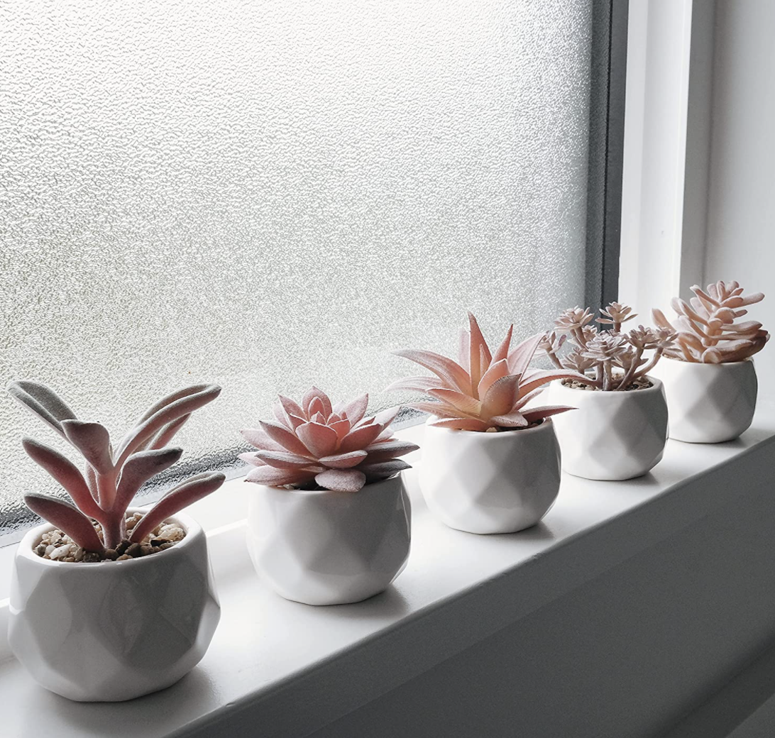 The five potted succulents lined up against a wall