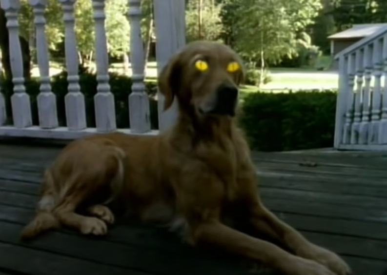 a golden retriever on the porch with yellow eyes