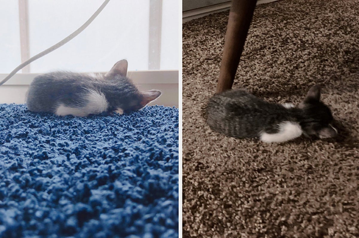 床にネコが落ちてる暮らし 最高か この 後ろ姿といったら 愛おしさで悶絶するtwitter民続出