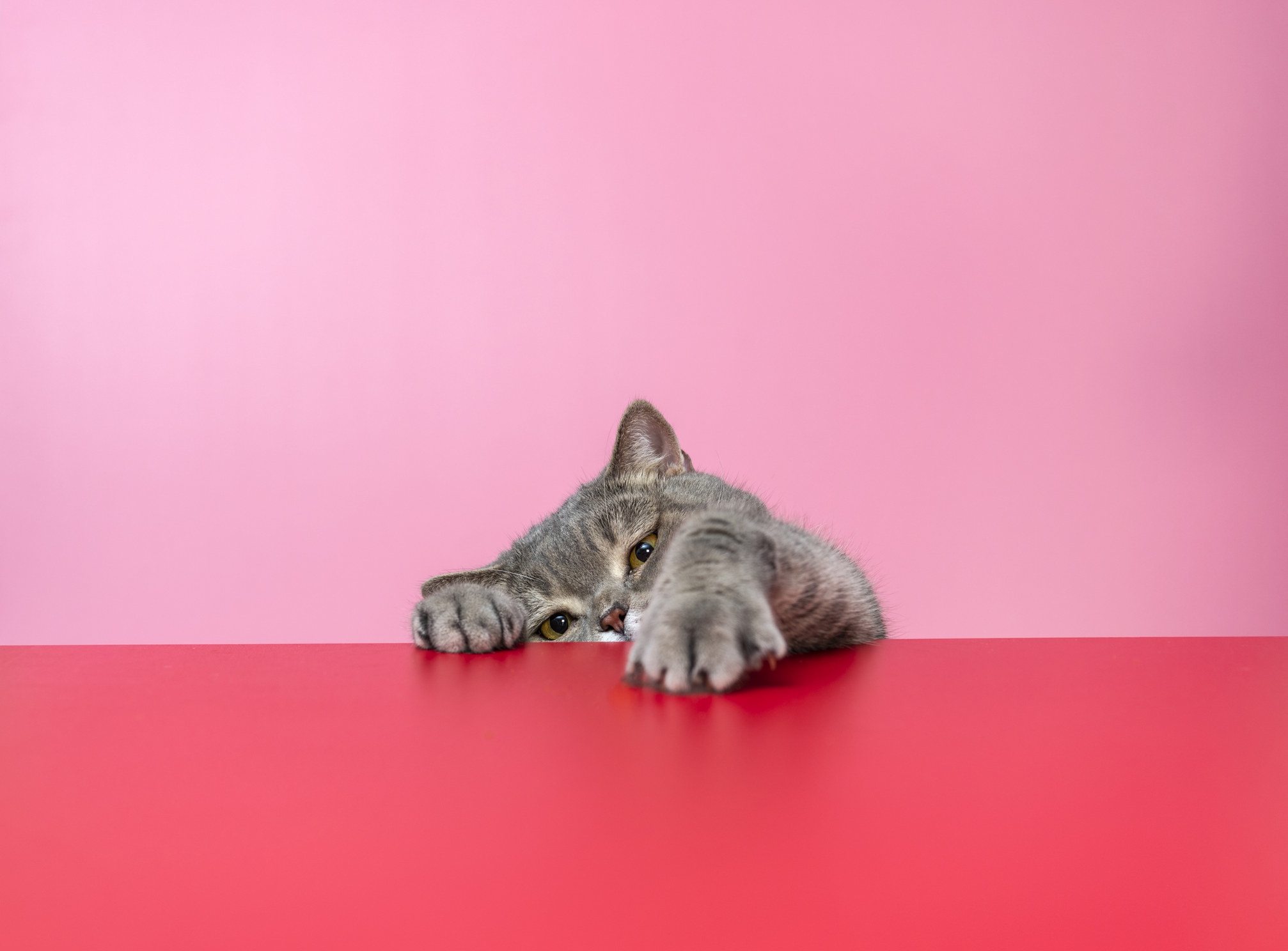 A cat against a colorful background reaches for the camera