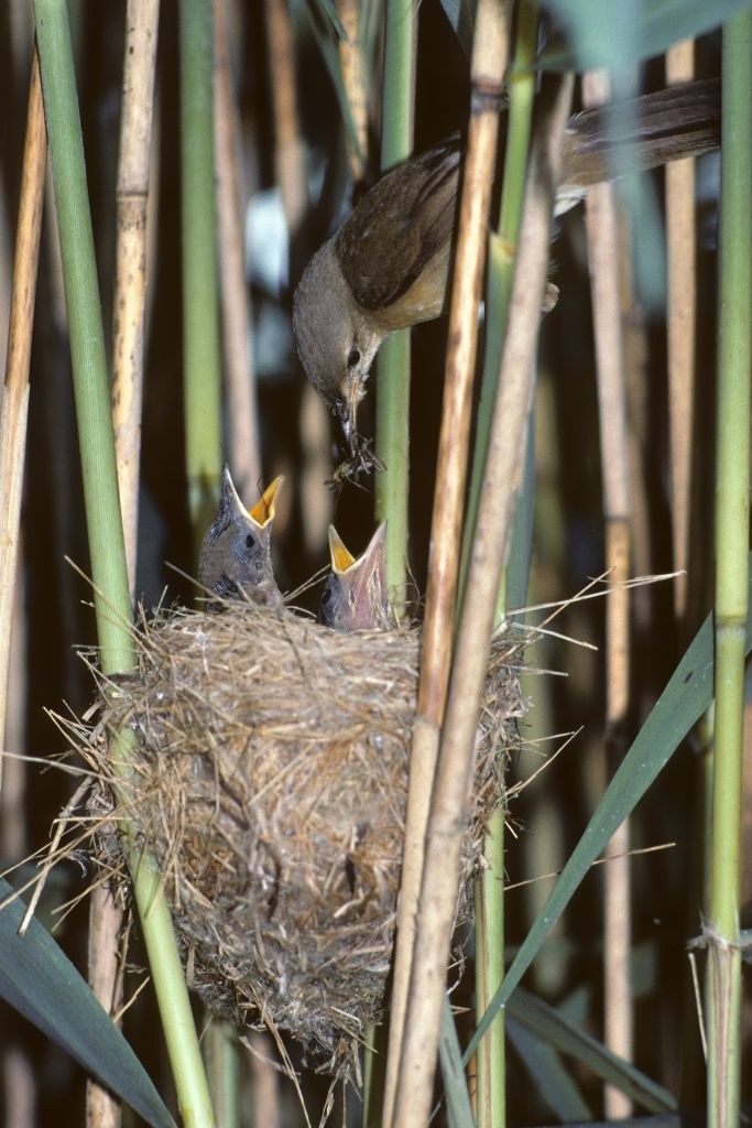 a bird feeding her babies in the nest