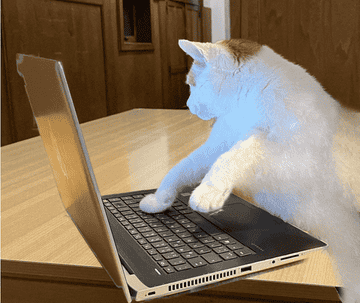 A cat dancing with its paws on a laptop keyboard