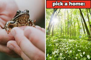 On the left, someone holding a frog, and on the right, a sunny meadow with flowers labeled pick a home