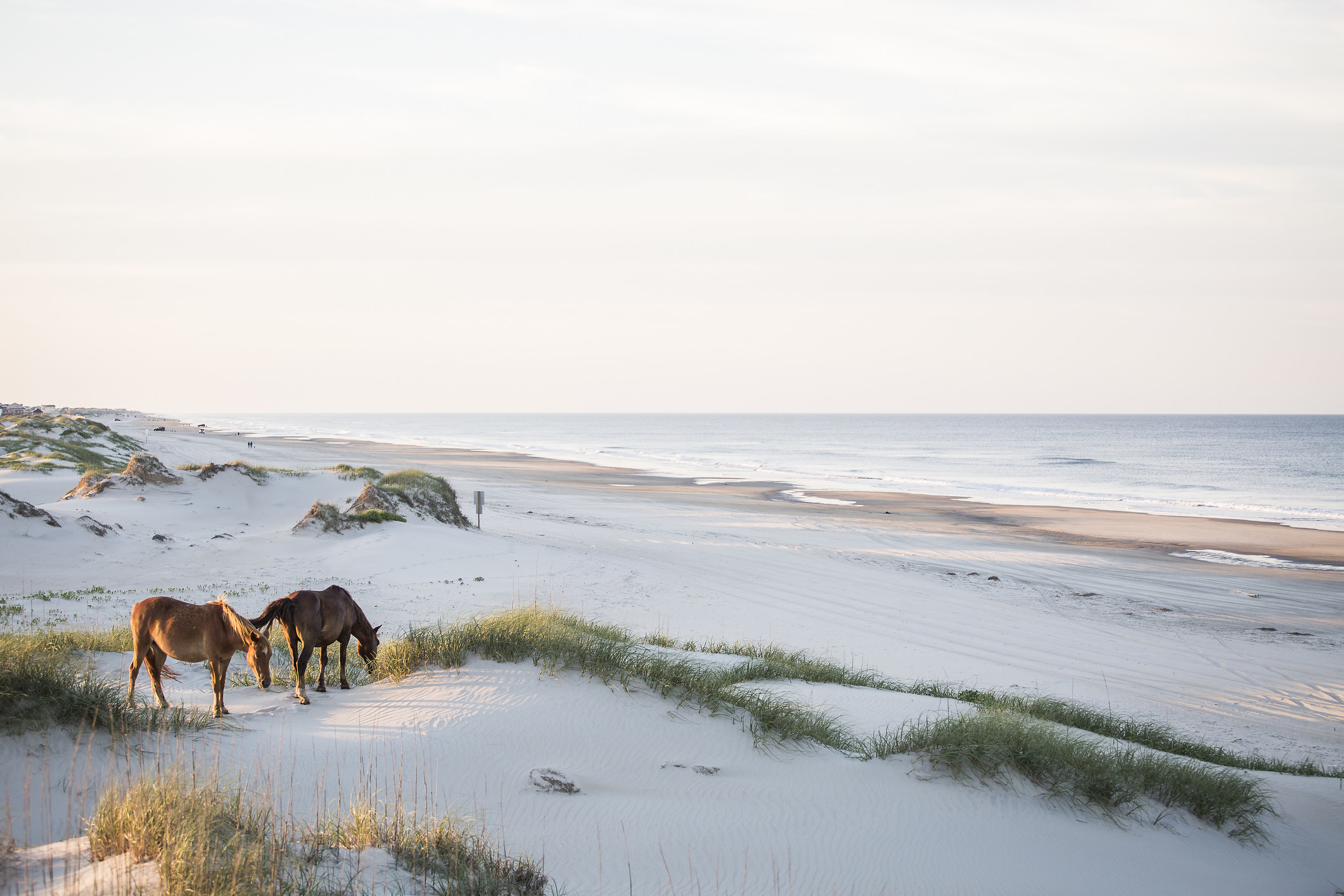 two horses on an empty beach