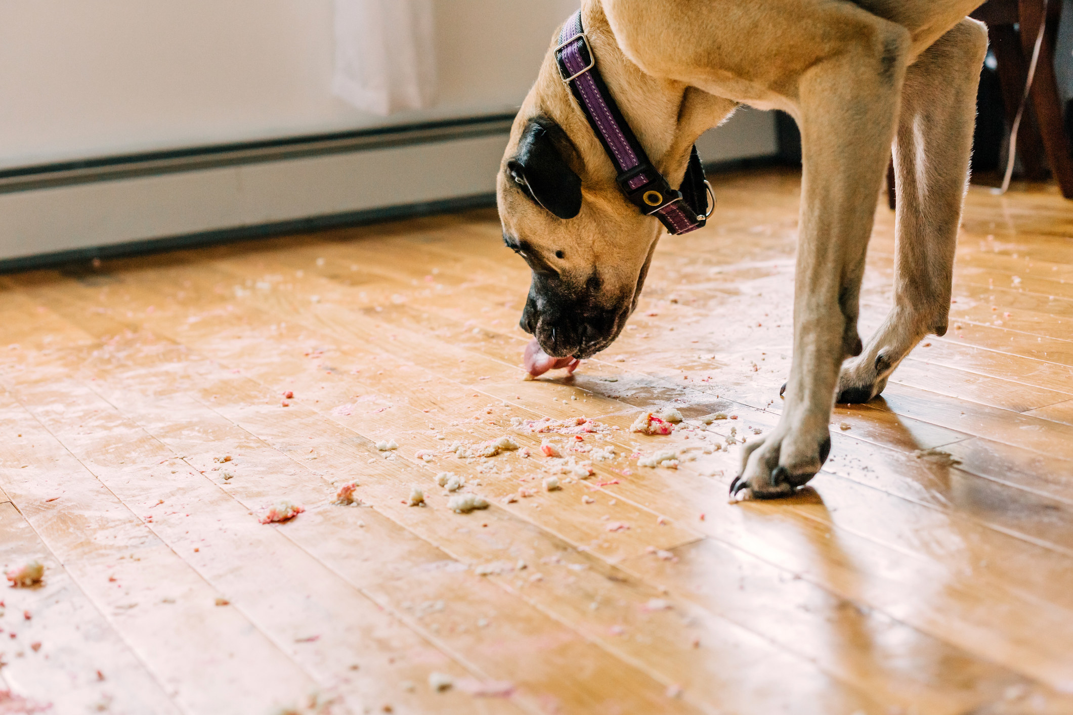 A dog eating crumbs of food off a dirty floor