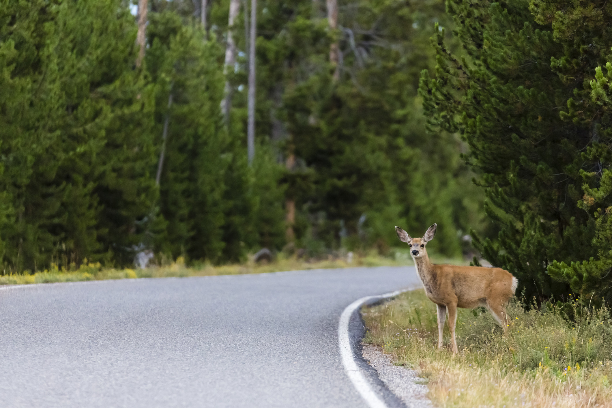 a deer on the side of the road