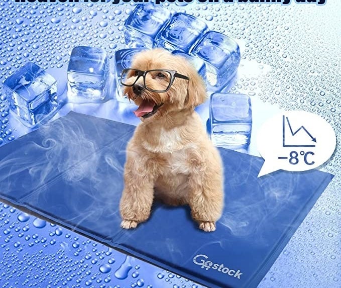 A dog sitting on the cooling mat