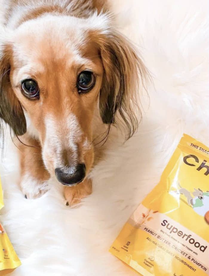 a dog staring up with begging eyes while laying next to bags of treats