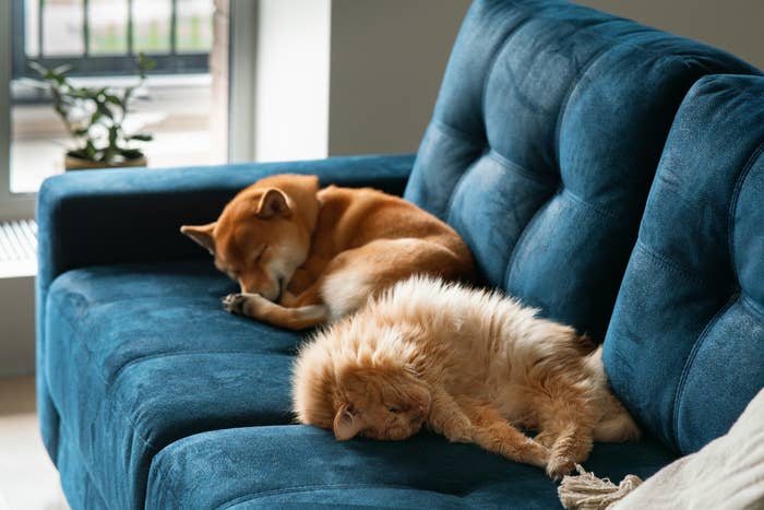 a small dog and cat sleeping on a couch