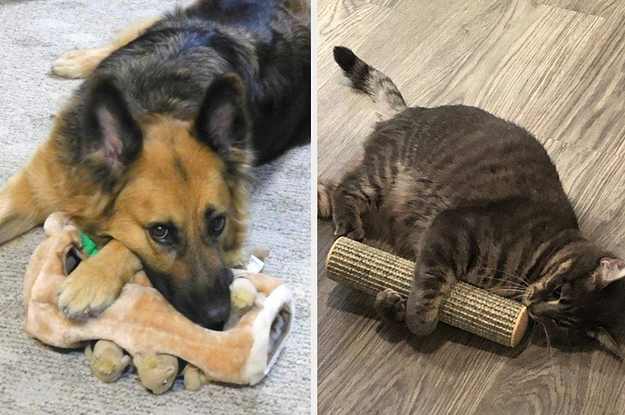Dog biting squirrel plush toy/cat playing with catnip scratcher toy