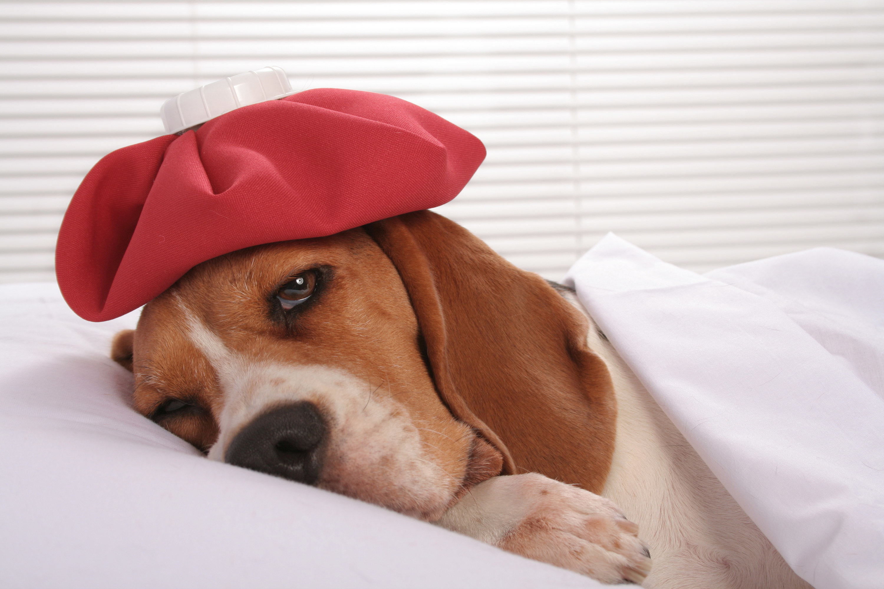 A dog sleeping in a bed with an ice pack on its head