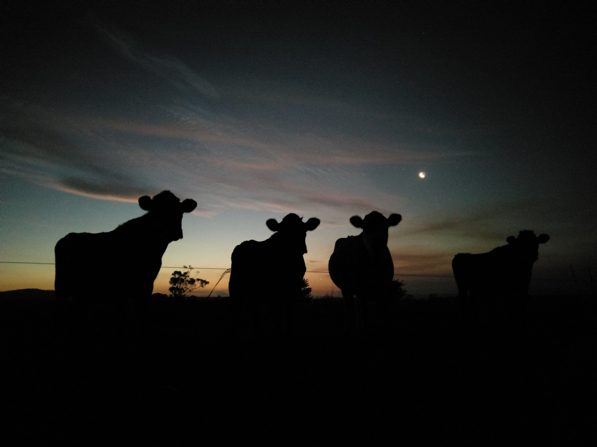 Silhouette of cows
