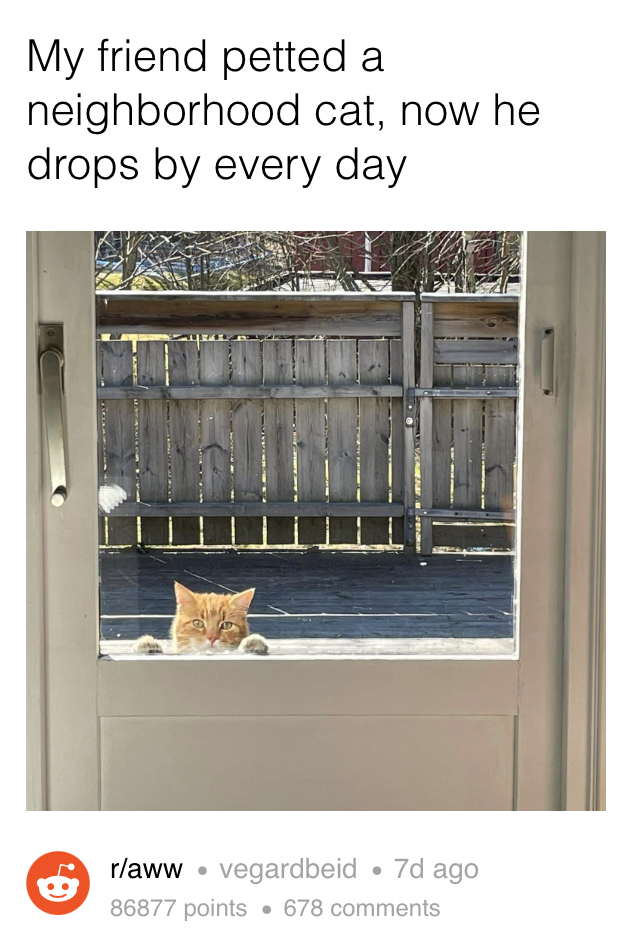 A cat pokes his head up into a window and stares right at the camera, with a caption that says the cat comes by every day to get pets