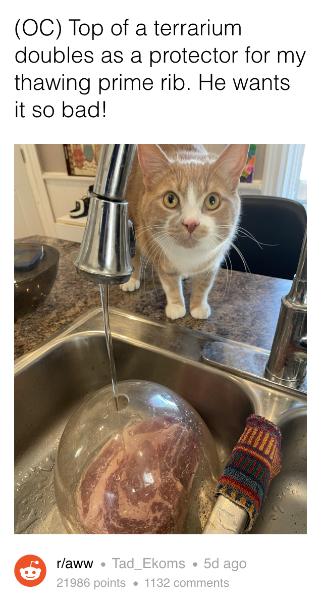 A person uses the top of a terrarium to guard their prime rib as it thaws, and a cute cat that wants to eat it hovers nearby