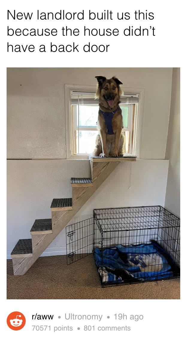Photo of a dog sitting on a special staircase built by the owner&#x27;s landlord so the dog could go in and out of a window