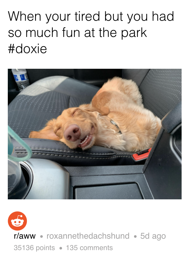A dog splayed across the passenger seat of a car, fast asleep