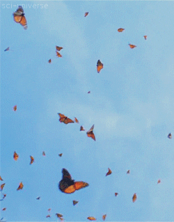 butterflies in the sky
