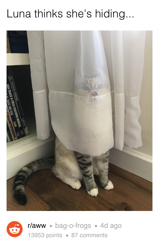 A post captioned &quot;Luna thinks she&#x27;s hiding&quot; that shows a cat hiding behind fully transparent curtains