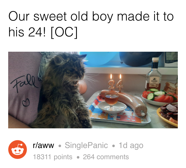 An old cat having a birthday party complete with their favorite treats