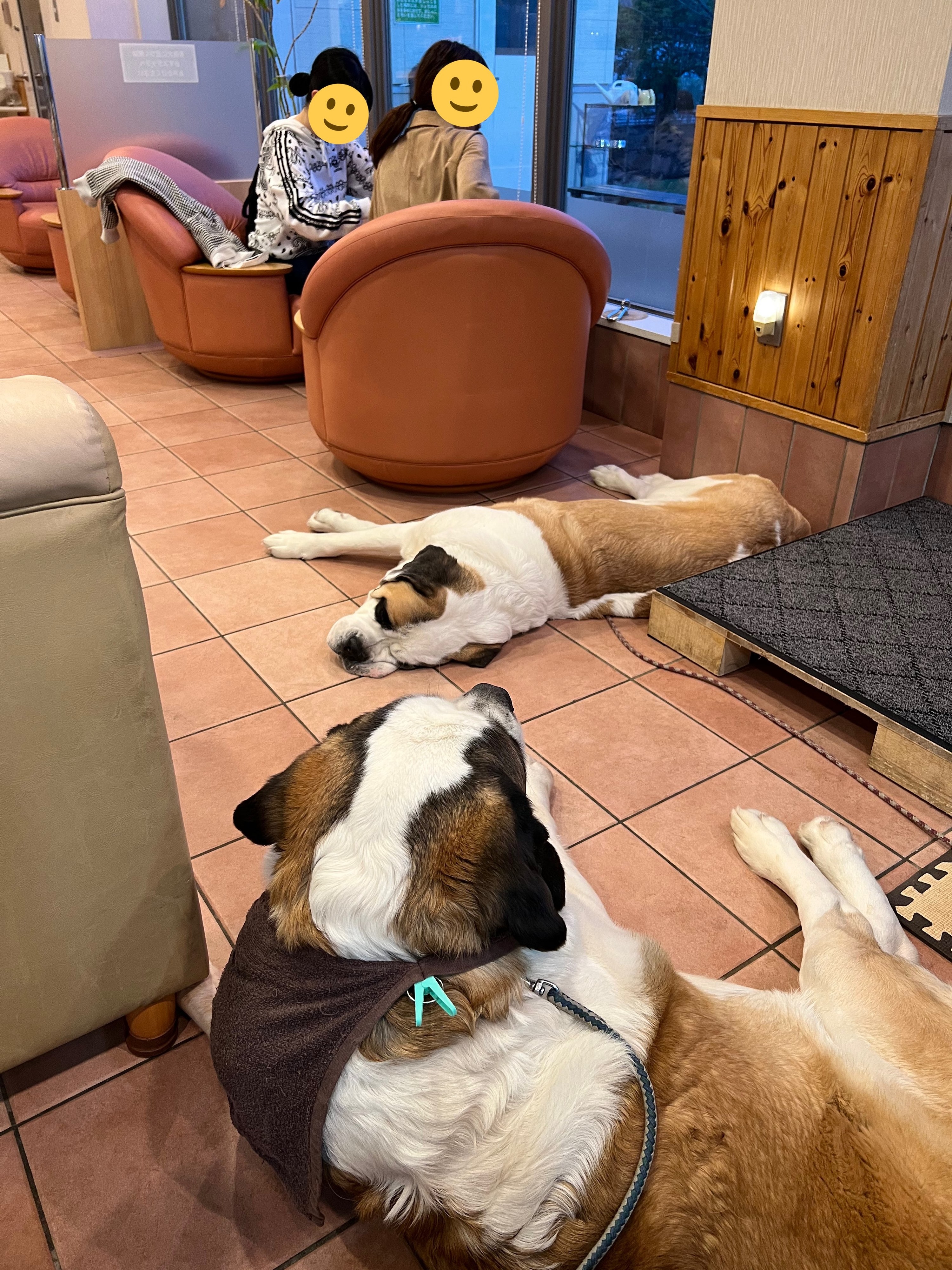 犬好きは北海道に行くしか 札幌市に セントバーナードが床に落ちてるだけ の最高カフェがあるらしい