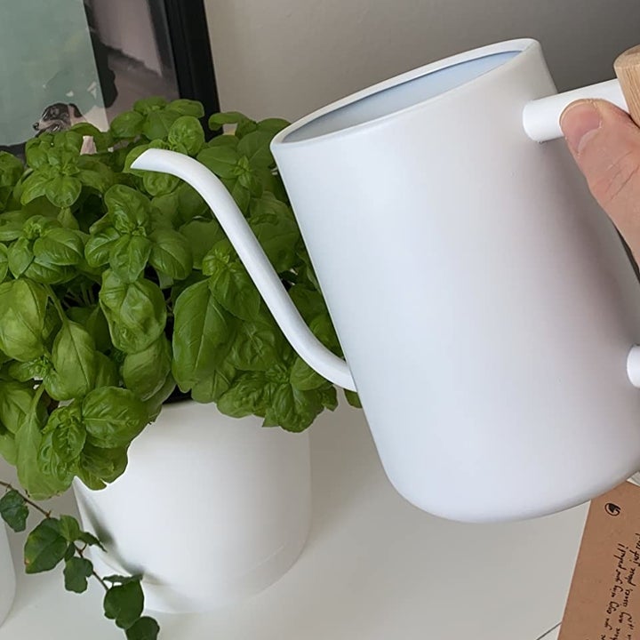 a watering can watering a plant