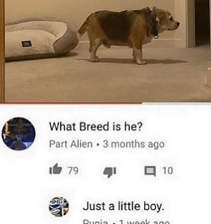 person asking what breed a dog is and someone says it&#x27;s a litttle boy