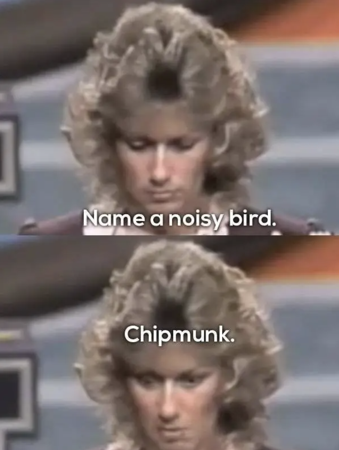 name a noisy bird and contestant says chipmunk